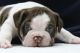 English Bulldog Puppies for sale in Devereaux Rd, Columbia, SC 29205, USA. price: NA