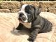 English Bulldog Puppies for sale in Lancaster, SC, SC, USA. price: NA