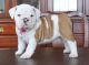 English Bulldog Puppies for sale in Shawnee, OK, USA. price: NA