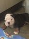 English Bulldog Puppies for sale in White House, TN, USA. price: NA