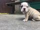 English Bulldog Puppies for sale in S Acansa Dr, Pueblo West, CO 81007, USA. price: NA