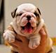 English Bulldog Puppies for sale in Mechanicsburg, PA, USA. price: NA