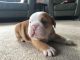 English Bulldog Puppies for sale in Los Angeles, CA 90014, USA. price: NA