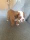 English Bulldog Puppies for sale in Allaire Rd, Wall Township, NJ, USA. price: NA