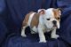 English Bulldog Puppies for sale in Washington Ave, Nutley, NJ 07110, USA. price: NA