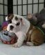 English Bulldog Puppies for sale in Vancouver, WA, USA. price: NA