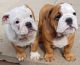 English Bulldog Puppies for sale in S First Colonial Rd, Virginia Beach, VA 23454, USA. price: NA
