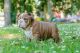 English Bulldog Puppies for sale in S First Colonial Rd, Virginia Beach, VA 23454, USA. price: NA