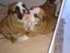 English Bulldog Puppies for sale in Idaho Falls, ID, USA. price: NA