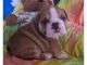 English Bulldog Puppies for sale in Westerville Woods Dr, Columbus, OH 43231, USA. price: NA