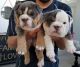 English Bulldog Puppies for sale in Fontana, CA 92337, USA. price: $5,000