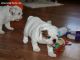 English Bulldog Puppies for sale in Louisiana St, Houston, TX, USA. price: NA