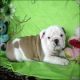 English Bulldog Puppies for sale in Temple City, CA, USA. price: NA