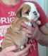 English Bulldog Puppies for sale in Columbiana, OH 44408, USA. price: NA