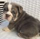 English Bulldog Puppies for sale in Louisiana Blvd NE, Albuquerque, NM, USA. price: NA