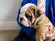 English Bulldog Puppies for sale in Nevada St, Bell, CA 90201, USA. price: NA
