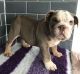 English Bulldog Puppies for sale in Nevada St, Bell, CA 90201, USA. price: NA