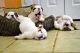 English Bulldog Puppies for sale in Fremont Blvd, Fremont, CA, USA. price: $250