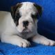 English Bulldog Puppies for sale in Canton, OH, USA. price: $950