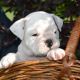 English Bulldog Puppies for sale in Canton, OH, USA. price: $899