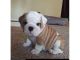 English Bulldog Puppies for sale in California Rd, Mt Vernon, NY 10552, USA. price: NA