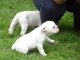 English Bulldog Puppies for sale in Florence, KY, USA. price: NA