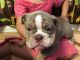 English Bulldog Puppies for sale in New Haven, CT, USA. price: $5,000