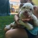 English Bulldog Puppies for sale in New Haven, CT, USA. price: $17,000