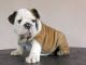 English Bulldog Puppies for sale in Phoenix, AZ 85073, USA. price: NA