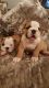 English Bulldog Puppies for sale in Burtonsville, MD 20866, USA. price: NA