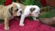 English Bulldog Puppies for sale in Burtonsville, MD 20866, USA. price: NA