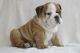 English Bulldog Puppies for sale in Belton Honea Path Hwy, Belton, SC 29627, USA. price: NA