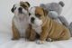 English Bulldog Puppies for sale in Blue Springs, MS 38828, USA. price: NA