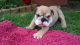 English Bulldog Puppies for sale in Blue Springs, MS 38828, USA. price: NA