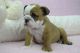 English Bulldog Puppies for sale in Asheville, NC, USA. price: NA