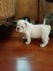 English Bulldog Puppies for sale in Pico Rivera, CA, USA. price: $2,000