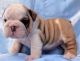 English Bulldog Puppies for sale in Calabasas, CA, USA. price: NA