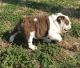 English Bulldog Puppies for sale in Duluth, GA, USA. price: NA