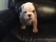 English Bulldog Puppies for sale in Royse City, TX 75189, USA. price: $2,000