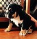 English Bulldog Puppies for sale in Hartford, CT, USA. price: NA