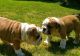 English Bulldog Puppies for sale in CA-111, Rancho Mirage, CA 92270, USA. price: NA