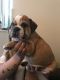 English Bulldog Puppies for sale in Hackettstown, NJ 07840, USA. price: NA