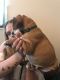 English Bulldog Puppies for sale in Hackettstown, NJ 07840, USA. price: NA