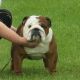 English Bulldog Puppies for sale in Cottage City Rd, Canandaigua, NY 14424, USA. price: NA
