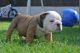English Bulldog Puppies for sale in Cottage City Rd, Canandaigua, NY 14424, USA. price: NA