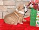 English Bulldog Puppies for sale in Texas St, Fairfield, CA 94533, USA. price: NA