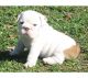 English Bulldog Puppies for sale in Chicago, IL 60610, USA. price: NA