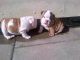 English Bulldog Puppies for sale in Chicago, IL 60610, USA. price: NA