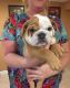 English Bulldog Puppies for sale in Texas St, Fairfield, CA 94533, USA. price: NA