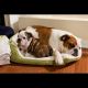 English Bulldog Puppies for sale in 15th Ave S, Fargo, ND 58103, USA. price: $10
